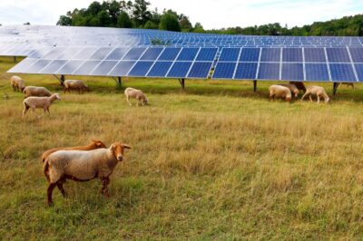 solar-agriculturing